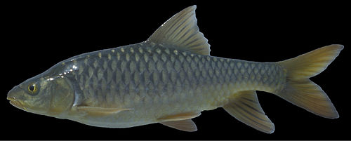 Carasobarbus exulatus